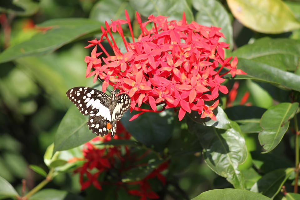 Cluster butterfly insect
