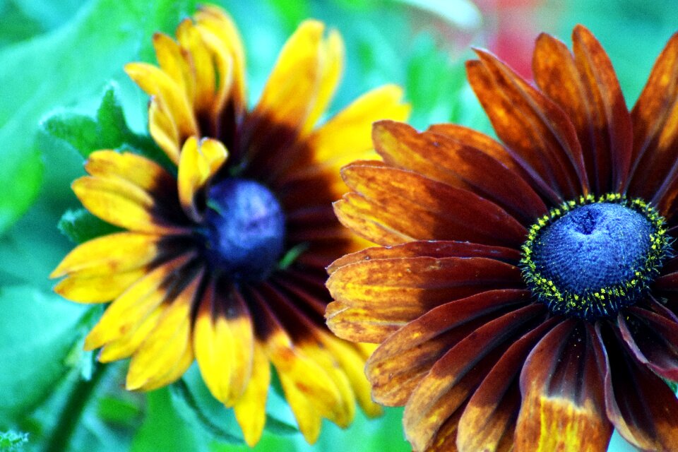 Petals flower garden romantic