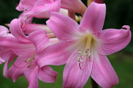 Plant spring petals photo