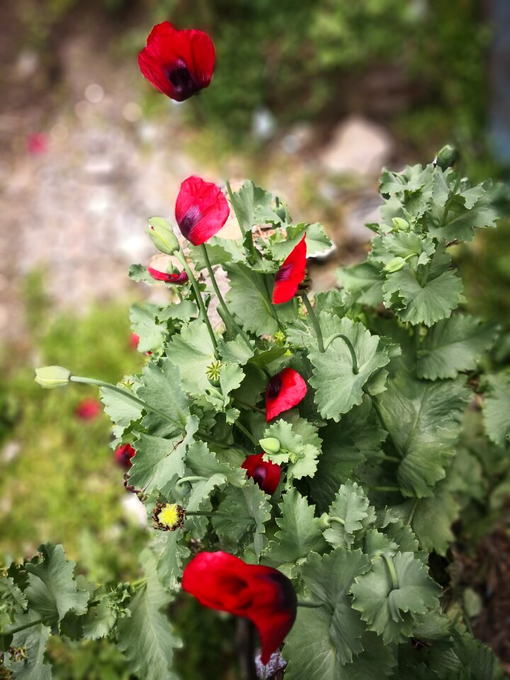 Flower garden