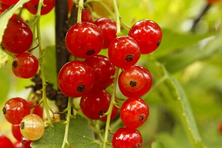 Garden berries food