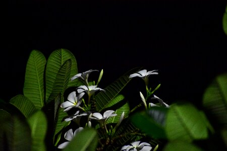 Flower petal green leaf photo