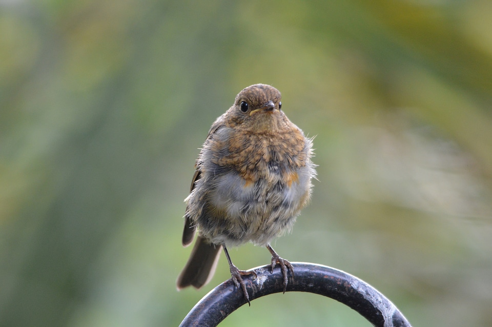 Robin red robin bird
