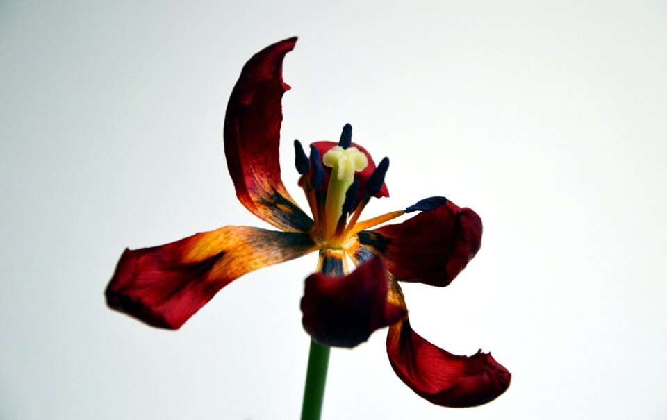 Tulip plant petal