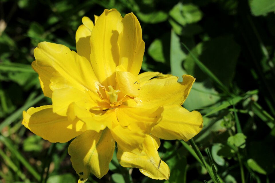Plant petals flower garden