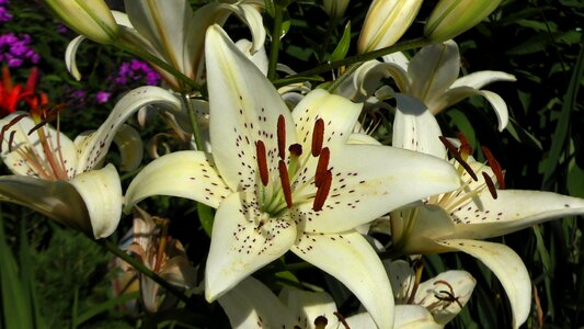 Blossom bloom plant
