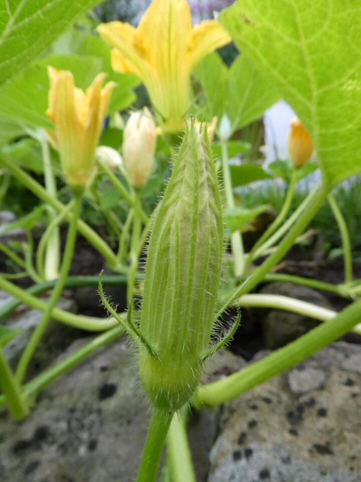Bud close up growth