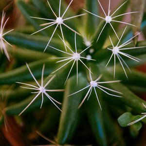 Belize succulents