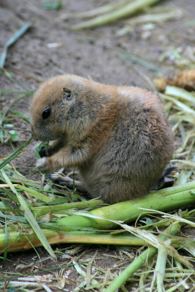 Animal world rodent marmot