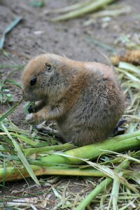 Animal world rodent marmot photo