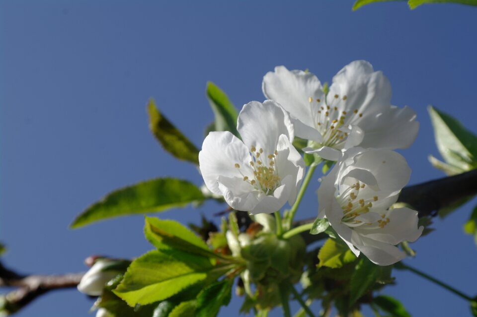Flowers branch plant