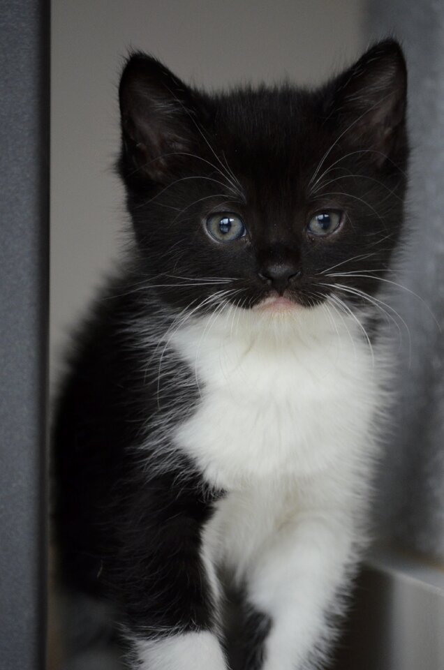 Cat kitten animals