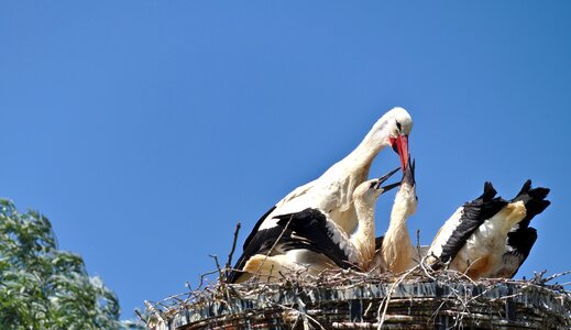 Feed nest bill