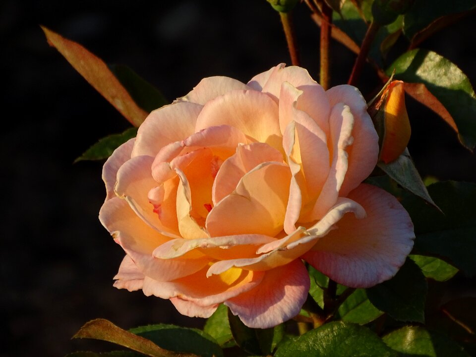 Bloom lighting nature