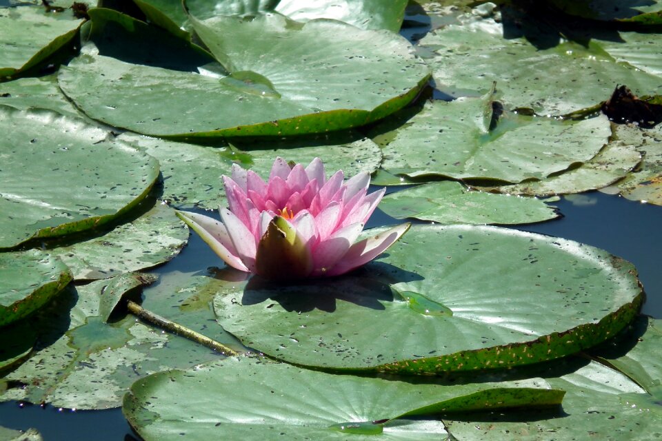 Summer foliage water