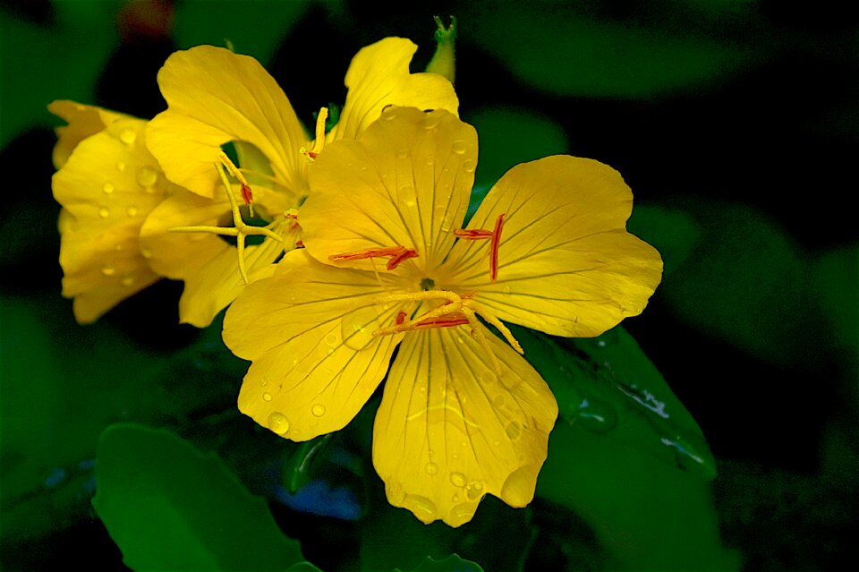 Blossom plant nature