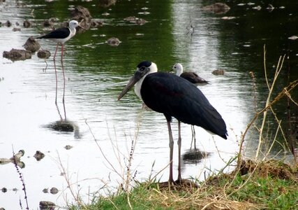 Episcopus bird wildlife photo