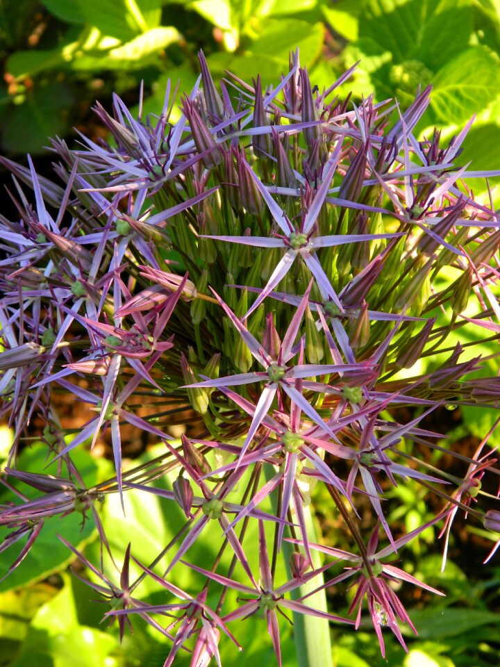 Bloom nature plant