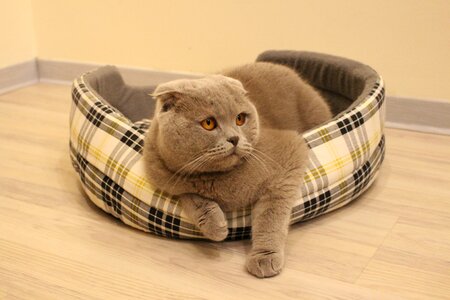 Kitten cute sweet