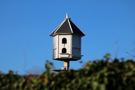 Birdhouse dove