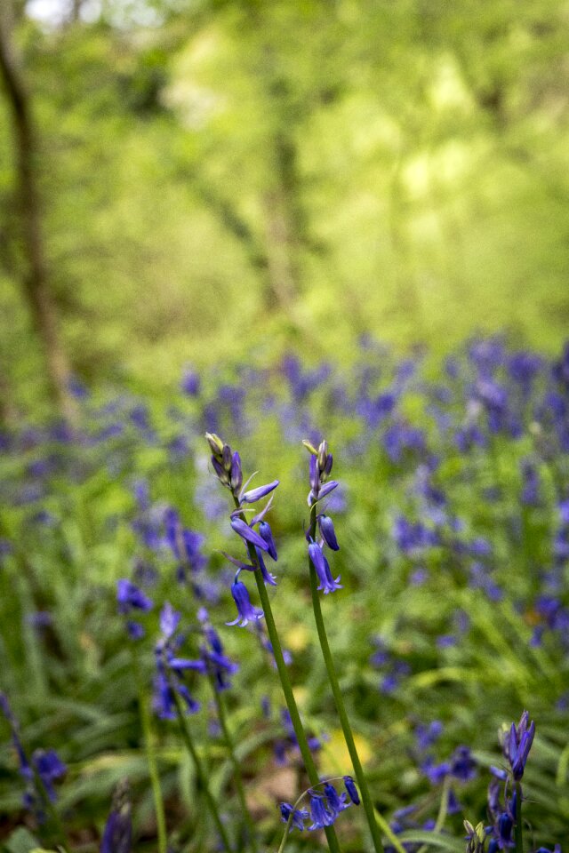 Wood nature natural photo