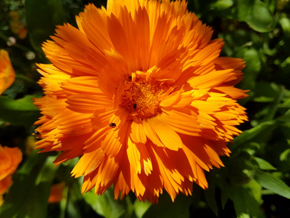Garden marigold