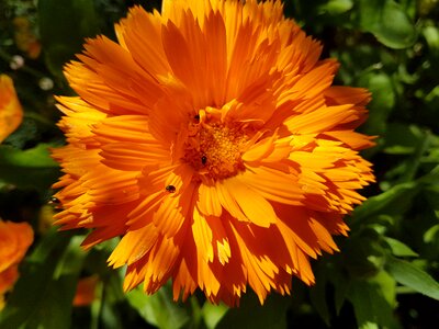 Garden marigold photo