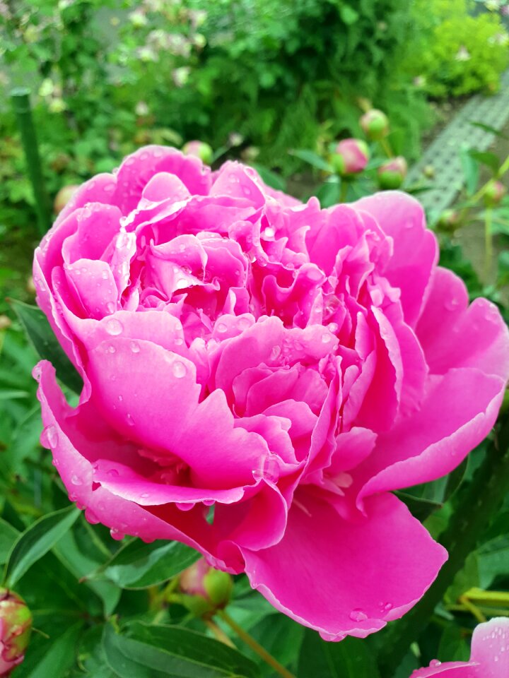 Pink blossom bloom