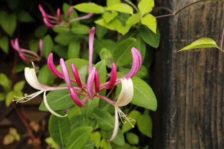 Nature blooms at flowers photo