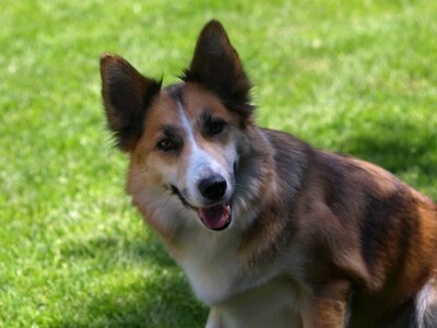 Hybrid pet mixed breed dog