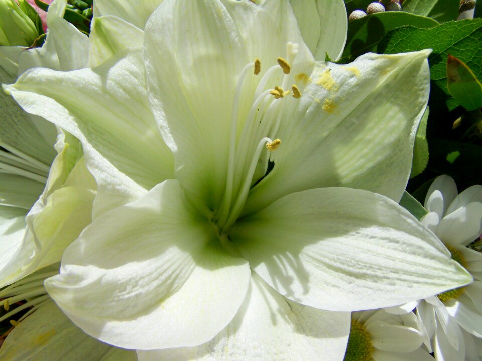 Lily white flower garden plant