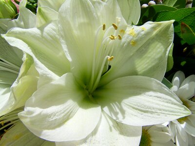 Lily white flower garden plant photo