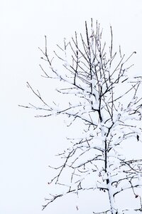 Without leaves snow snowy