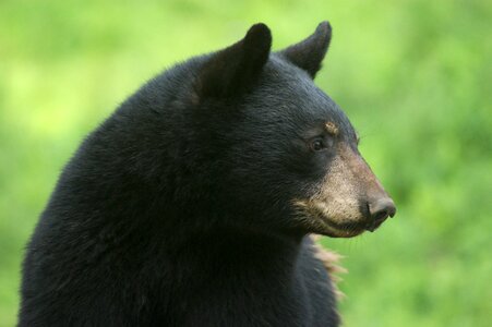 Black bear animal photo