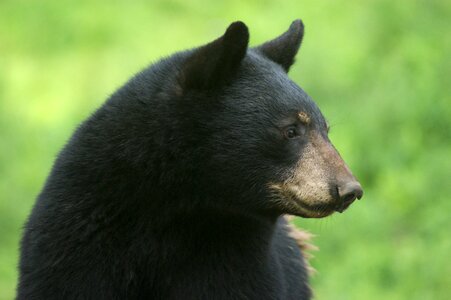 Black bear animal