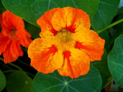 Doctor flower herbaceous plant garden