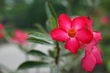 Nursery malaysian
