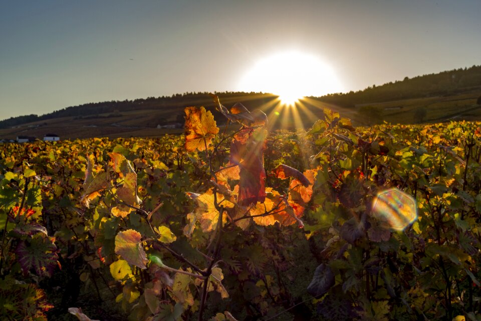 Leaves sunrise sunset