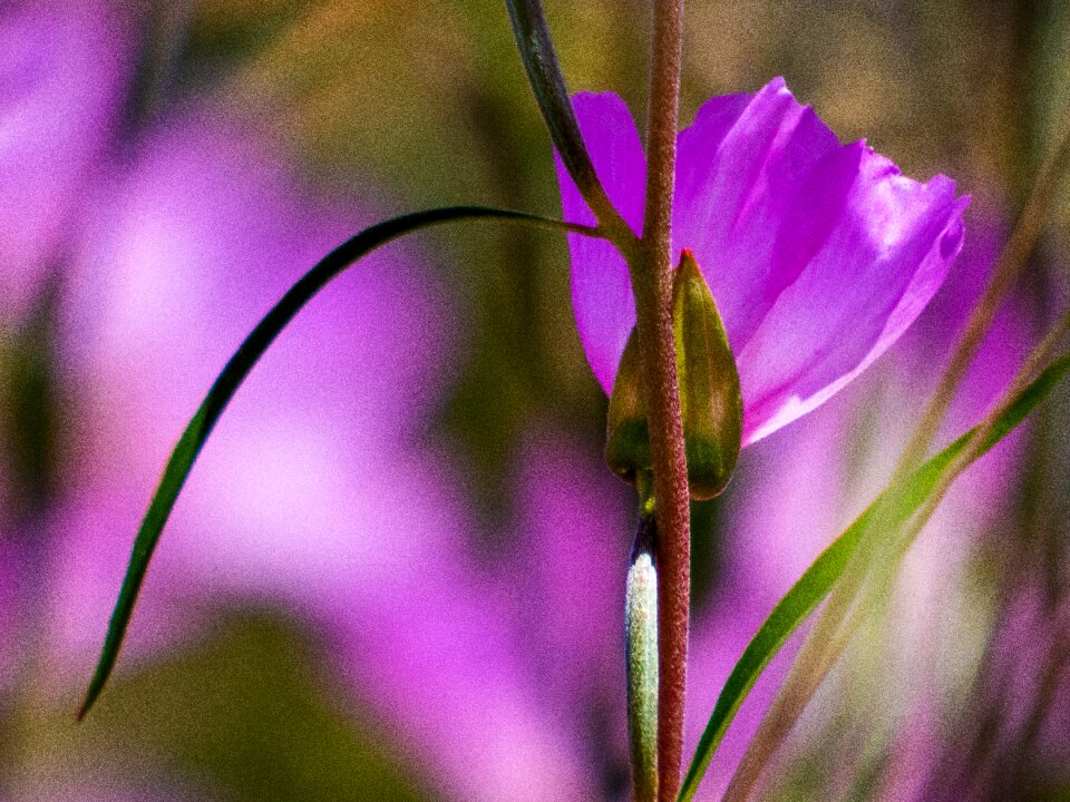 Spring lavender violet