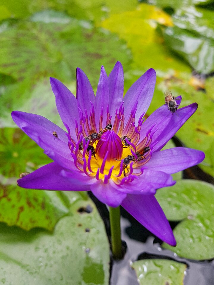 Flower lily purple