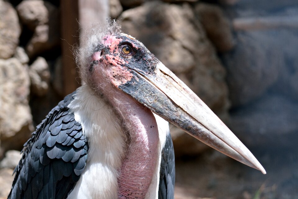 Marabu bird zoo