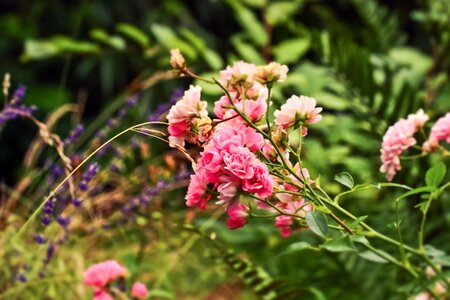 Bloom nature romantic photo