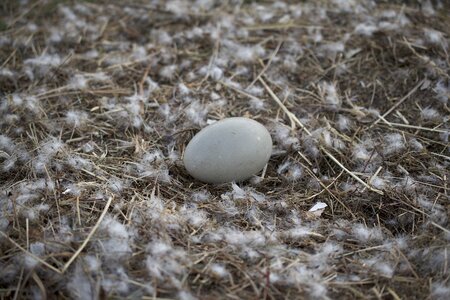 Swan's nest breed hatch photo