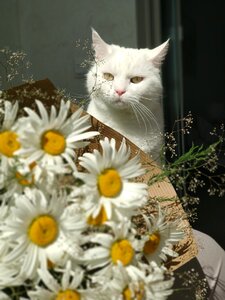 Daisy bouquet