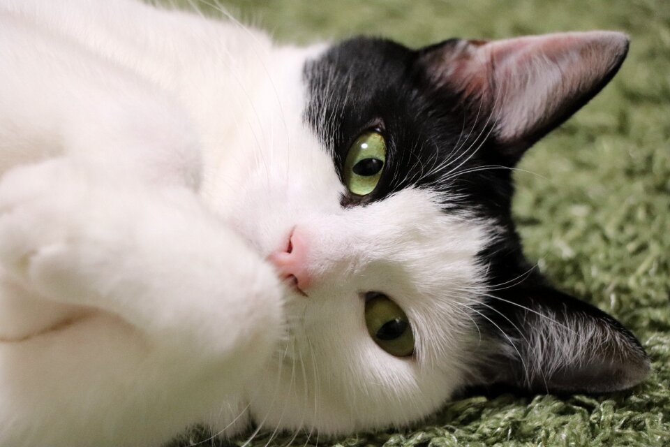 The world of animals cute the face of the cat