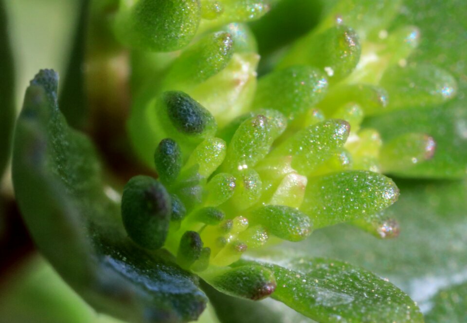 Mini green ornamental plants