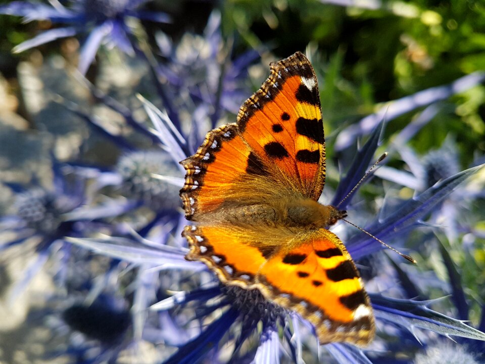 Garden butterfly