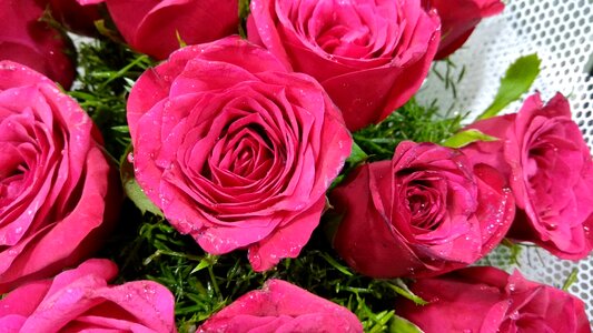 Bloom pink flowers