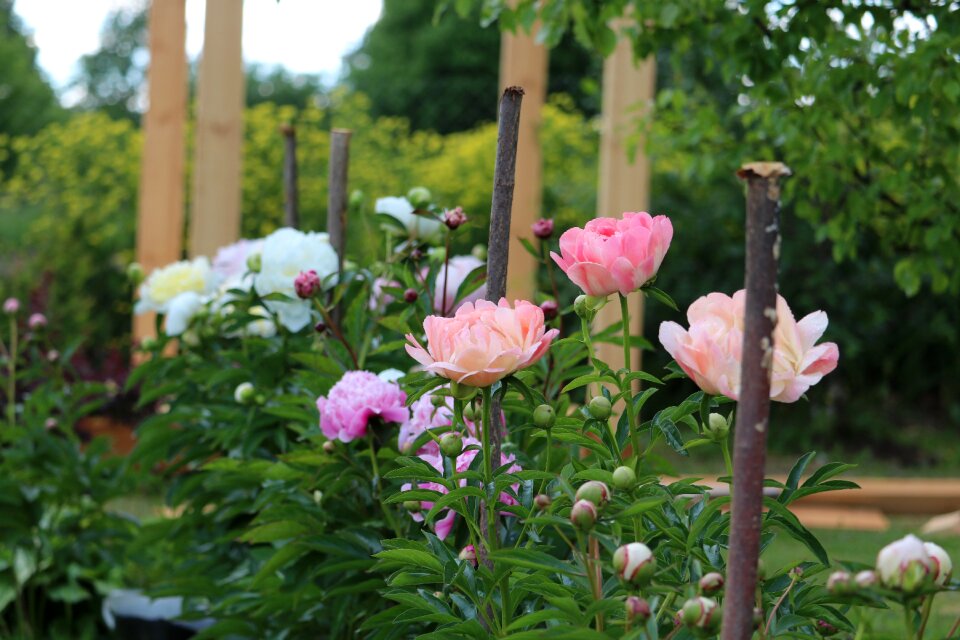 Bloom summer garden
