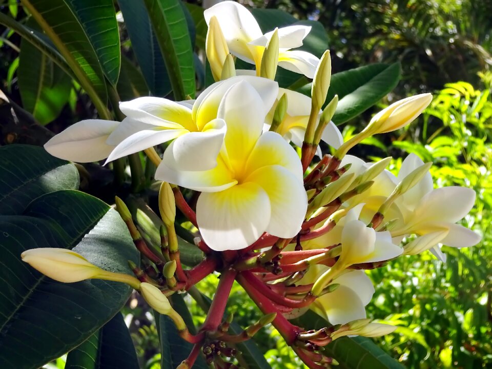 Yellow exotic petals photo